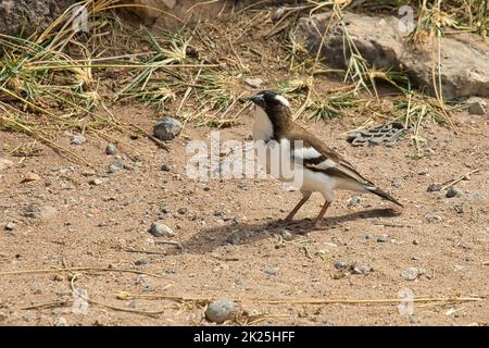 Weißbrauen-Sperber, Plocapasser mahali, im Samburu National Reserve in Kenia. Stockfoto