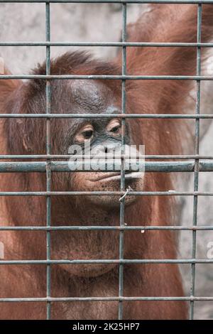 Ein Affe fühlt Einsamkeit und Traurigkeit hinter dem Gefängnis. Die Augen eines Affen als Folge der in einem Käfig im Zoo platziert Stockfoto