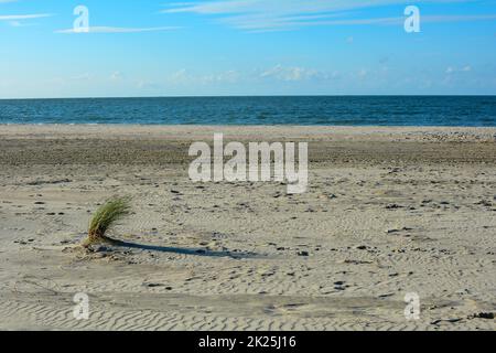 Dünengras im Sand am Strand vor dem Meer Stockfoto