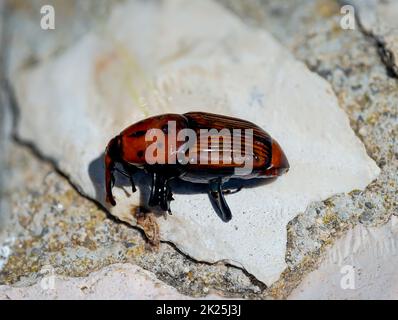 Nahaufnahme eines roten Palmenwebels, Rhynchophorus ferrugineus. Stockfoto