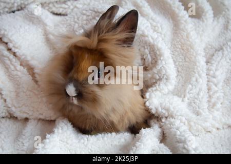 Porträt eines kleinen Zwergkaninchens. Ein Löwenkopf. Stockfoto