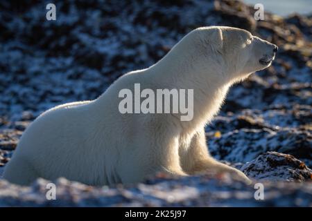 Der hinterleuchtete Eisbär liegt auf verschneiten Felsen Stockfoto