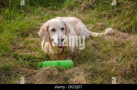 Der ältere Hund liegt zufrieden im Gras Stockfoto