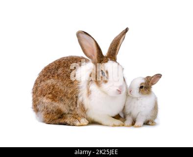 Liebenswerter Mutterkaninchen und Babykaninchen auf weißem Hintergrund. Stockfoto