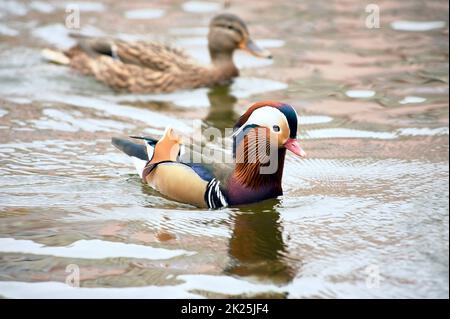 Mandarinente beim Schwimmen in einem Teich Stockfoto