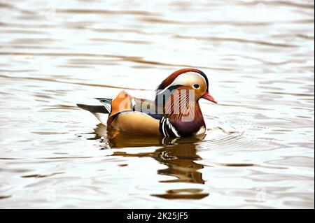 Mandarinente beim Schwimmen in einem Teich Stockfoto