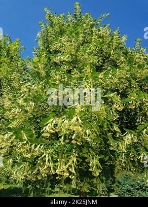 Kleiner Winkel von einem grünen Lindenbaum auf blauem Himmelshintergrund Stockfoto