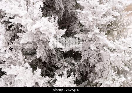 Frostzweig des Thuja-Baumes im Stadtpark Stockfoto