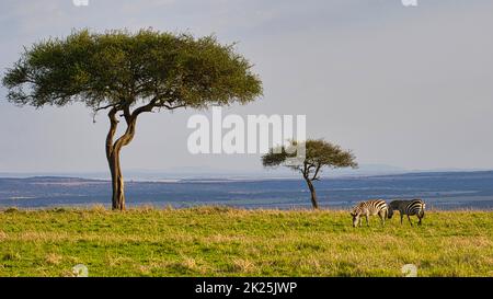 Zwei Akazien und zwei Zebras, Equus quagga, in der Maasai Mara. Stockfoto
