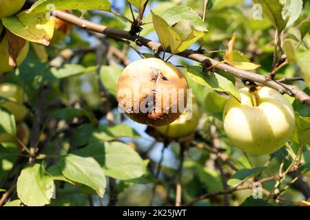 Fauler Apfel auf einem Ast Stockfoto