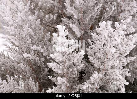 Frostzweig des Thuja-Baumes im Stadtpark Stockfoto