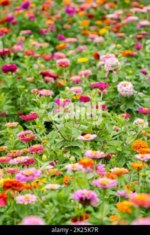 Schöne Garten Bauernhof Zinnia Blumen in der Nähe zu pflücken im Sommer Stockfoto