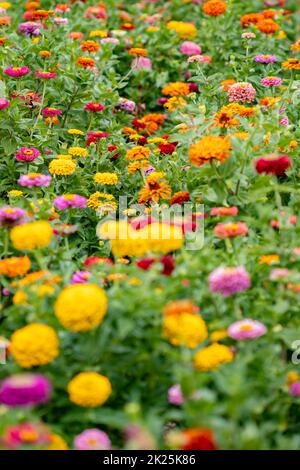 Schöne Garten Bauernhof Zinnia Blumen in der Nähe zu pflücken im Sommer Stockfoto