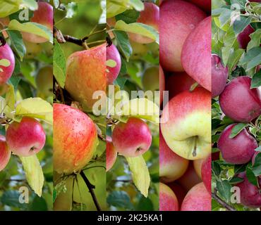 Collage aus Äpfeln auf dem Baum in einem Obstgarten. Stockfoto