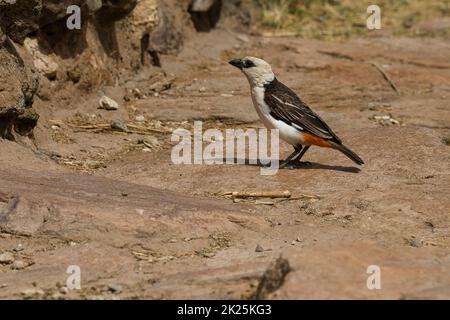 Weißkopfweaver, Dinemellia dinemelli, im Samburu National Reserve in Kenia. Stockfoto