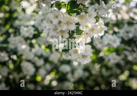 Duftende weiße Blumen in blühender Sommerlandschaft Stockfoto