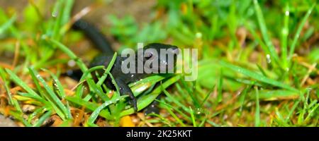 Schwarzer Alpensalamander, Salamandra atra an einem regnerischen, nebligen Tag in den bayerischen Bergen von Berchtesgaden Stockfoto