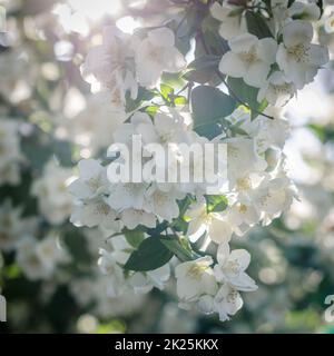 Duftende weiße Blumen in blühender Sommerlandschaft Stockfoto