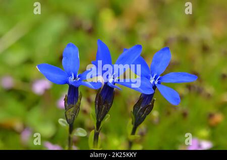 Blaue Blüten der Enzian-Alpenblume blüht Gentiana acaulis Stockfoto