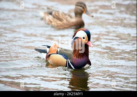 Mandarinente beim Schwimmen in einem Teich Stockfoto