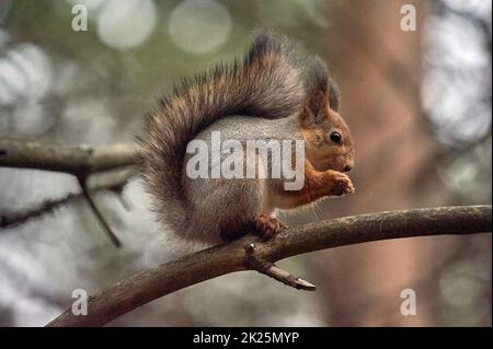 Eichhörnchen auf einem Ast sitzend, eine Nuss essend Stockfoto