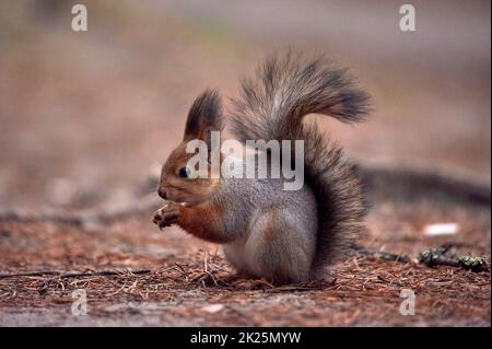 Eichhörnchen knabbert eine Nuss im Wald Stockfoto