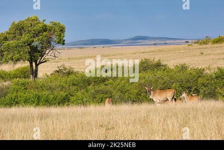 Eland-Antilopen, Taurotragus oryx, in der Landschaft des Maasai Mara National Reserve in Kenia. Stockfoto