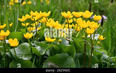 Maische Ringelblume auf einer sumpfigen Wiese Stockfoto