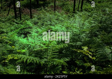 Nahaufnahme von grünen Wildfarnblättern im Wald Stockfoto