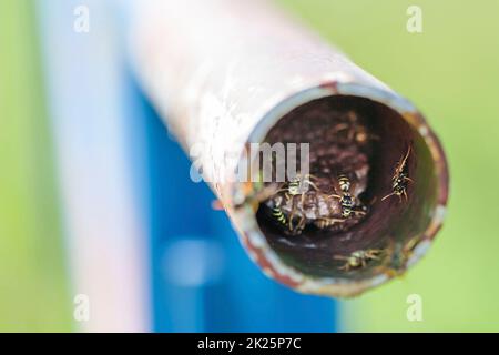 Wespennest in einem Rohr Stockfoto