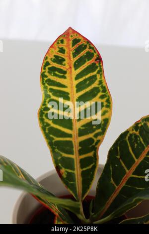 Die Blattspitze einer Croton-Pflanze mit mehreren Farben Stockfoto