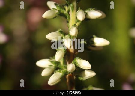 Makro von zarten Blüten auf einer Heidekraut-Pflanze Stockfoto