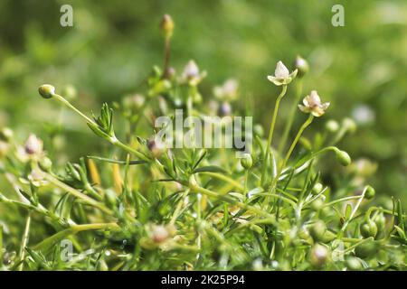 Makroansicht von zarten Blumen auf irischem Moos Stockfoto