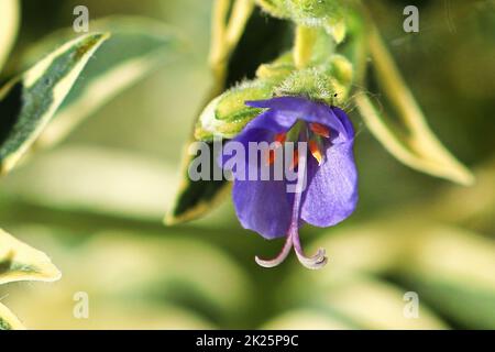 Makro von Stamen und Stigma auf einer Jacobs-Leiterpflanze Stockfoto