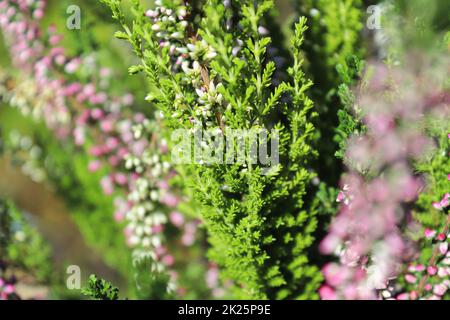 Zarte rosa und weiße Blütenknospen auf einer Heidekraut-Pflanze Stockfoto