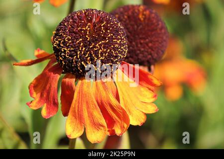 Makroansicht eines Kopfs der Helens-Blume Stockfoto
