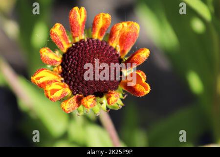 Makroansicht eines Kopfs der Helens-Blume Stockfoto