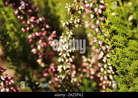 Zarte rosa und weiße Blütenknospen auf einer Heidekraut-Pflanze Stockfoto