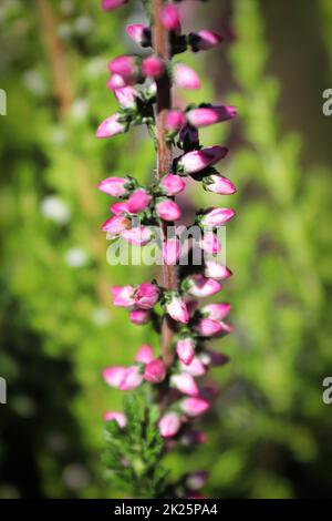 Makro von zarten Blüten auf einer Heidekraut-Pflanze Stockfoto