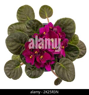 Blühende dunkelblaue violette afrikanische Blume Stockfoto
