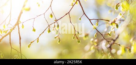 Neue knospen im Frühling mit jungen Blätter auf grüne Feder Hintergrund. Stockfoto