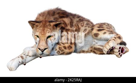 3D-Rendering sabertooth Tiger auf Weiß Stockfoto