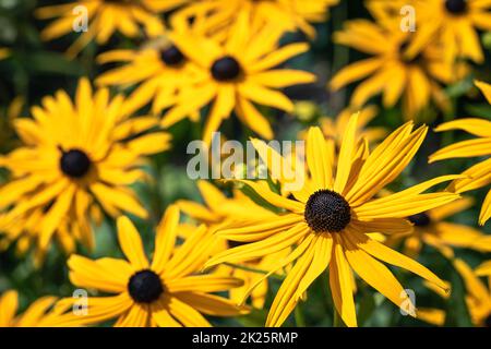 Gelbe Kegelblumen im hellen Sonnenlicht - Rudbeckia Stockfoto