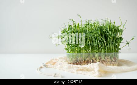 Gemüseerbsensprossen, Mikrogrün auf weißem Hintergrund, vegane Gesundheit Superfood. Stockfoto