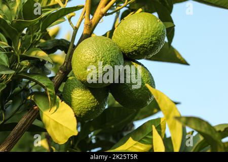 Unreifen Zitronen und Blätter an einem Baum, Himmel im Hintergrund. Stockfoto