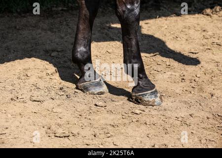 Schwarzes Pferd zwei Vorderbeine, Detail zu klauen auf trockenem Boden leuchtet von Sun. Stockfoto