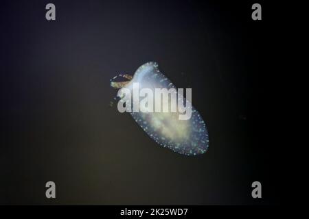 Eine Schnecke in einem Salzwasseraquarium auf dem Glas. Stockfoto