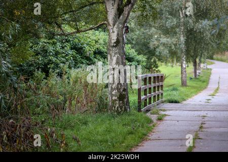 Eine Brücke über einen von einer Birke gesäumten Bach. Stockfoto