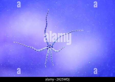 Ein Schlangensternfisch mit seinen sechs Tentakeln auf der Scheibe eines Meeres-Aquariums. Stockfoto