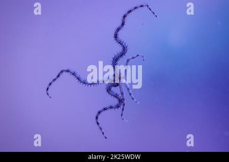 Ein Schlangensternfisch mit seinen sechs Tentakeln auf der Scheibe eines Meeres-Aquariums. Stockfoto